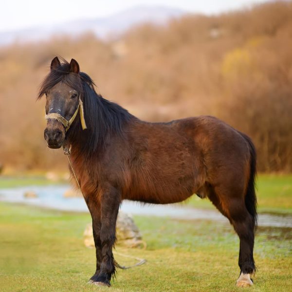 brown-horse-in-a-pasture-by-the-river-in-a-picture-2025-02-21-22-29-40-utc.jpg